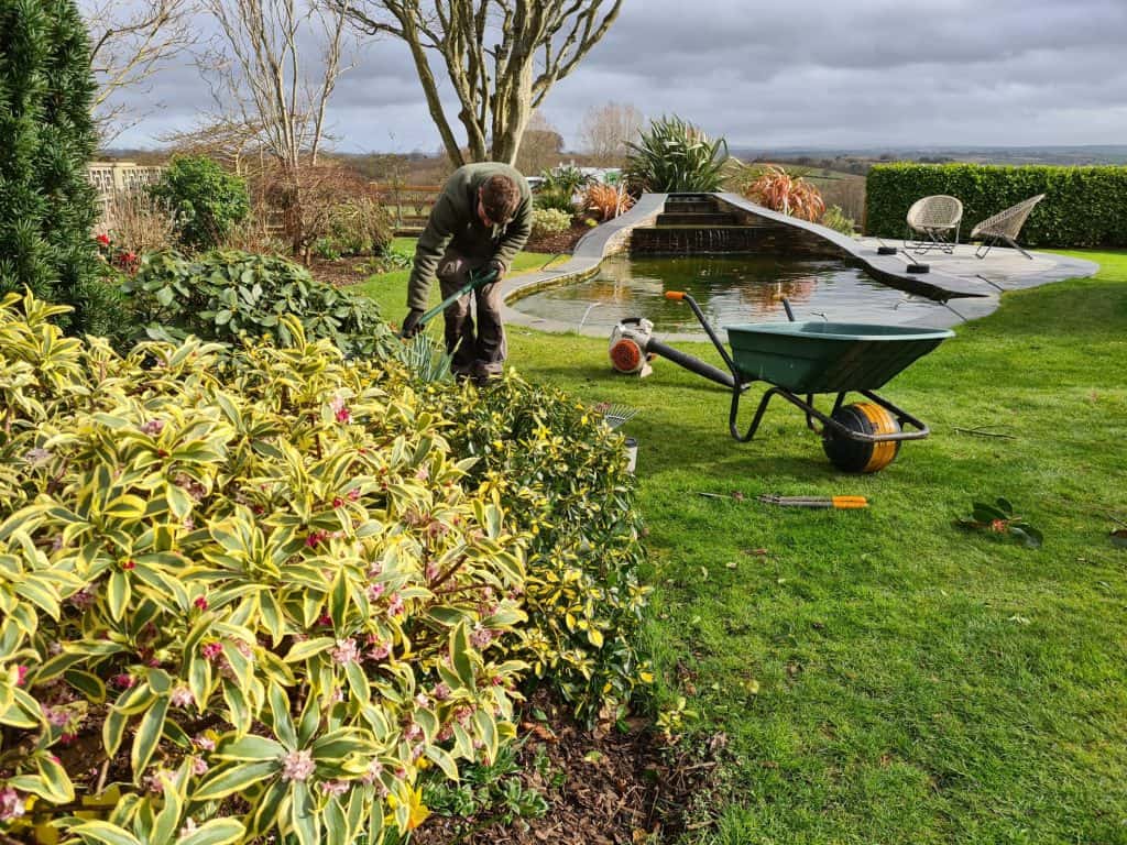 evergreen-devon-pruning3