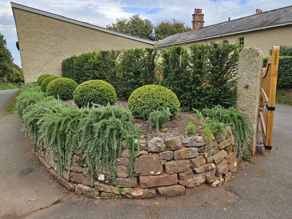 evergreen-devon-pruning4