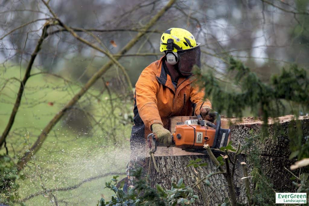 EVERGREEN TREE SURGERY TAWSTOCKALTITUDE58 (32 of 36)