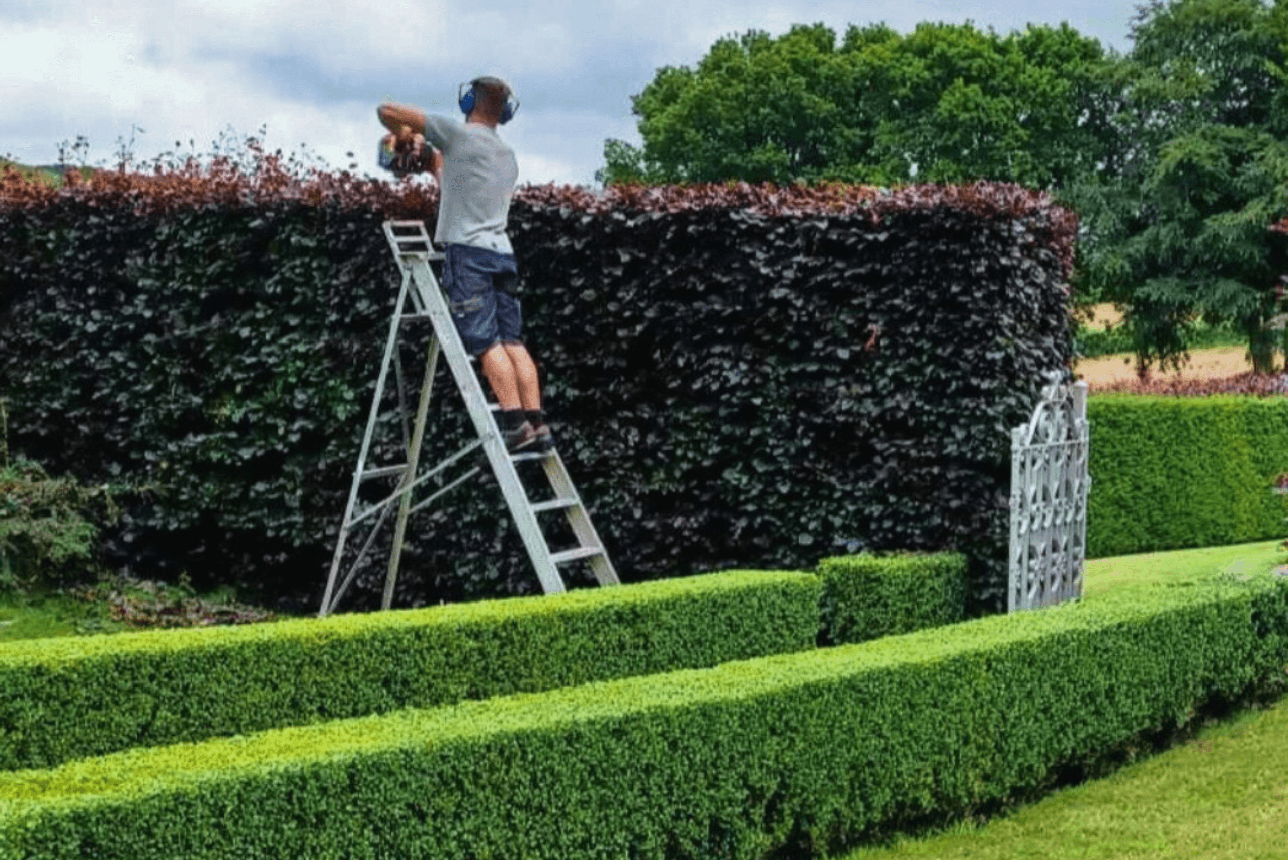 Hedge Care in Exmoor National Park