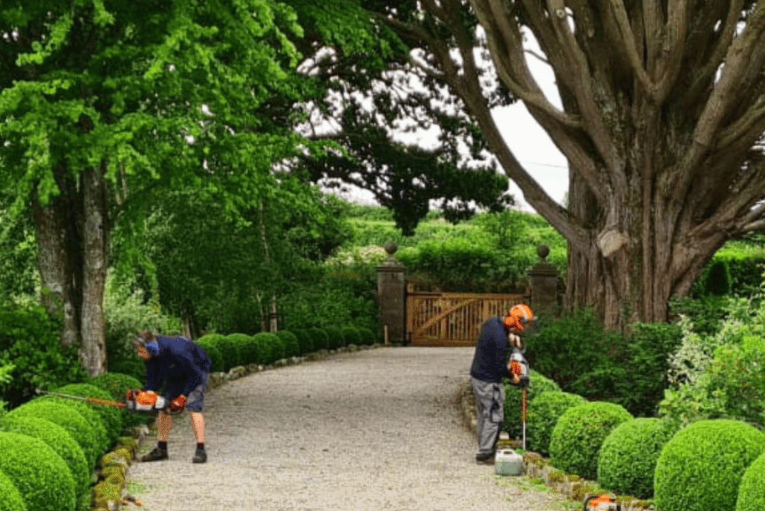 Hedge Maintenance in Devon