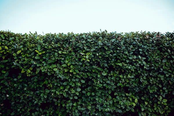 Hedge trimming service in Barnstaple, North Devon by Evergreen Landscaping & Tree Services.
