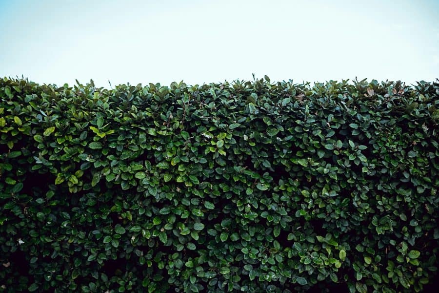 Hedge trimming service in Barnstaple, North Devon by Evergreen Landscaping & Tree Services.