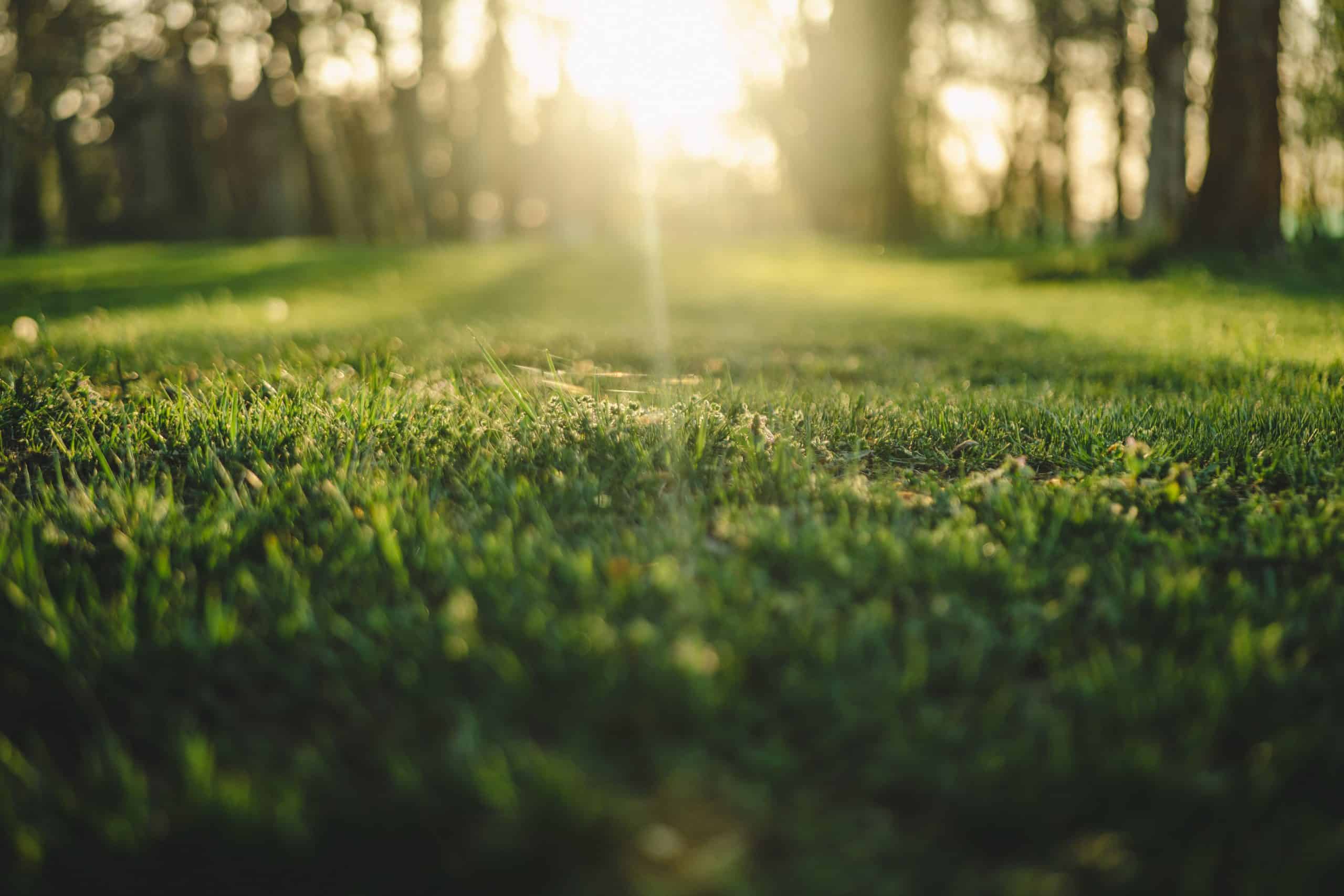 A Complete Guide to Devon Lawn Care in Autumn: Aeration, Seeding and Winter Prep