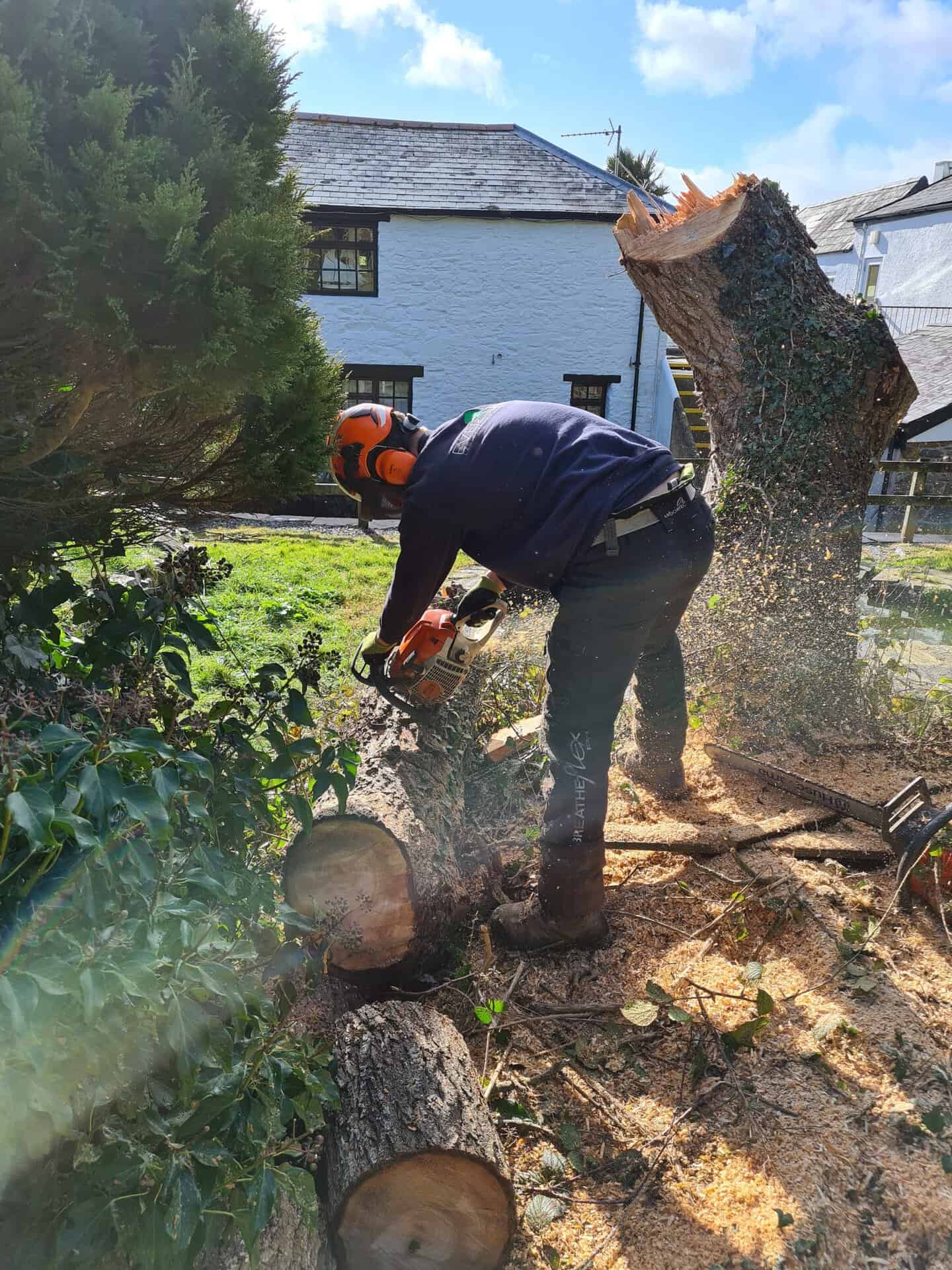Tree surgery in Barnstaple, North Devon by Evergreen Landscaping & Tree Services.