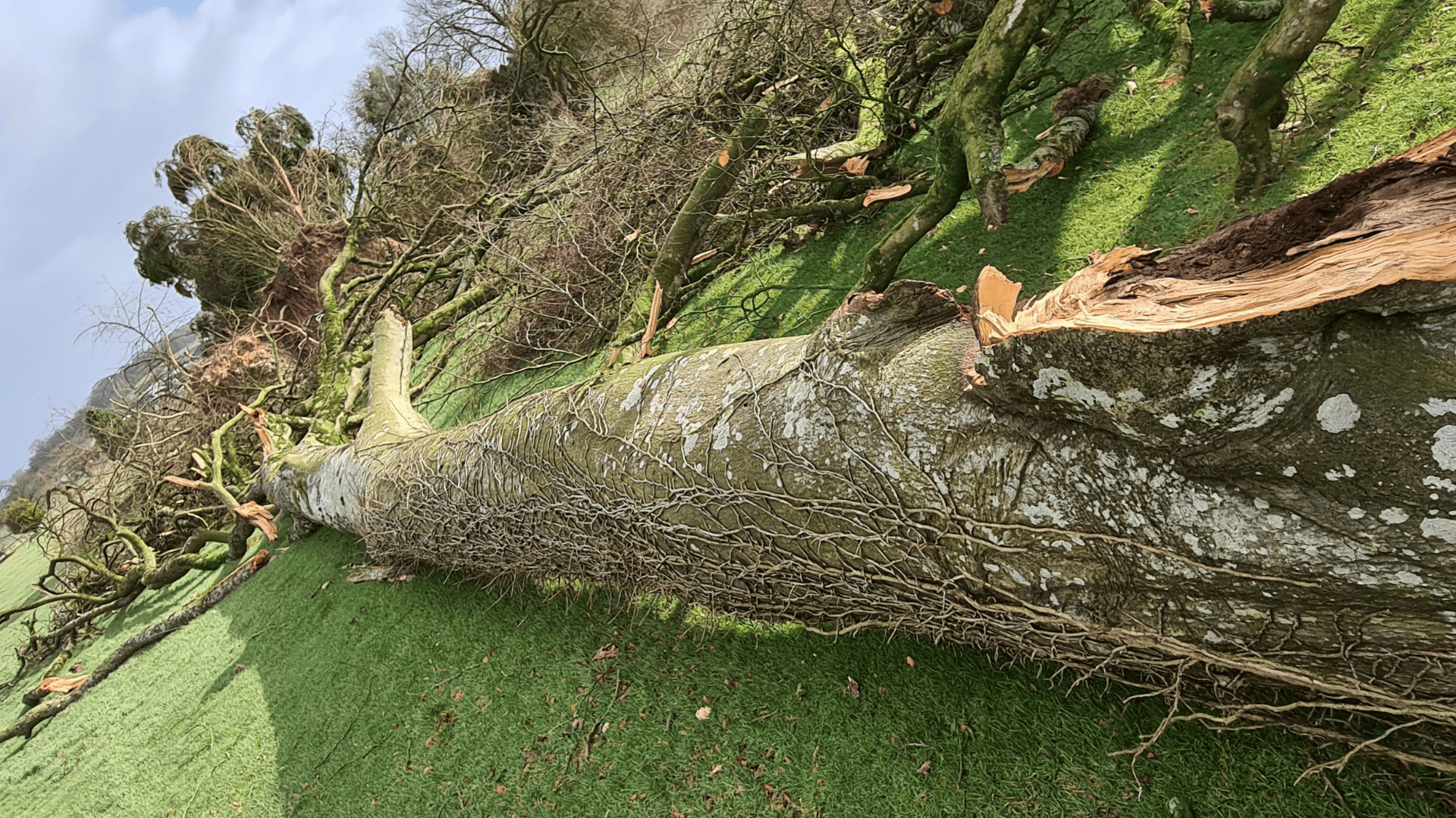 Emergency tree removal in North Devon by Evergreen Landscaping & Tree Services in Barnstaple.