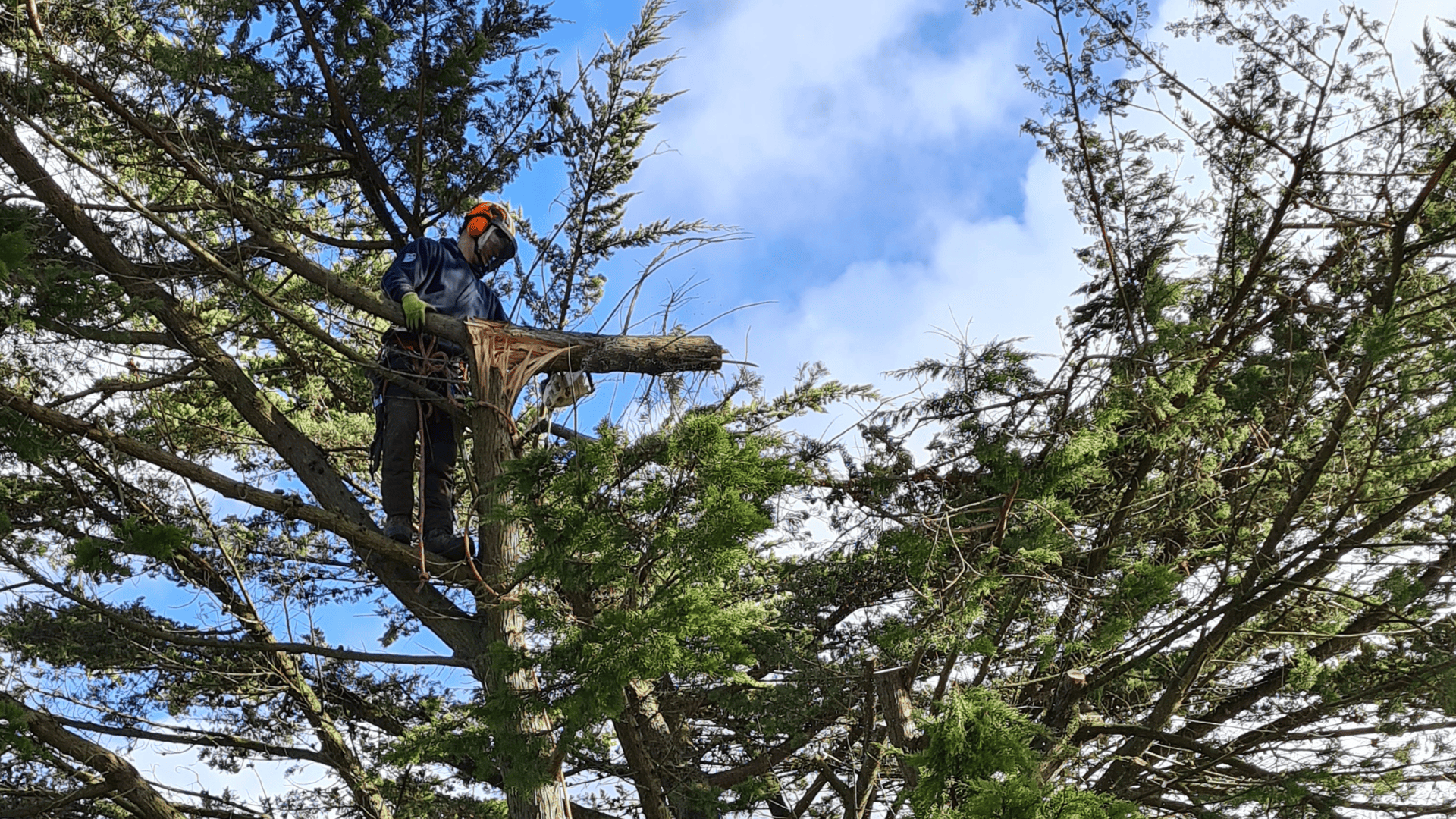 Emergency tree removal in Barnstaple by Evergreen Landscaping & Tree Services in North Devon.