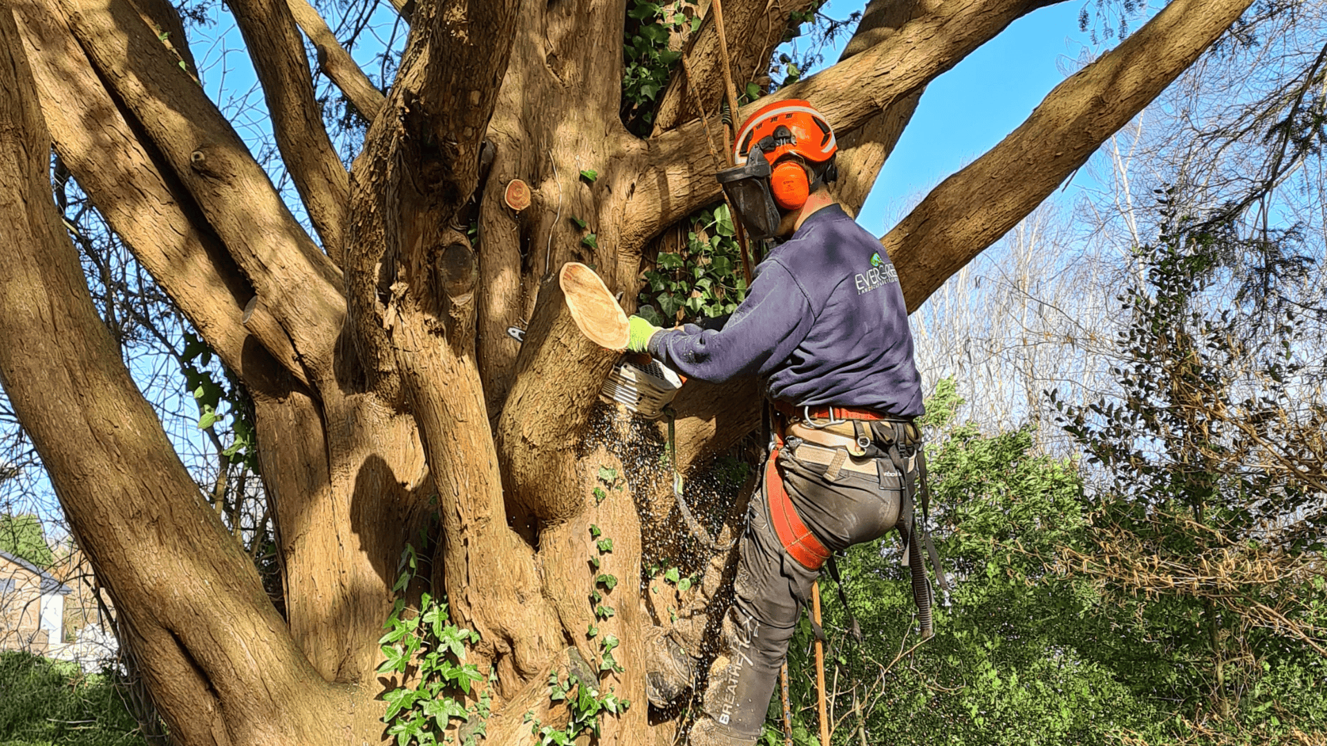 Emergency tree removal service in Barnstaple by Evergreen Landscaping & Tree Services.